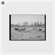 アートポストカード-Tillamook Dairy Cattle
 - ラッセル リー Postcard.