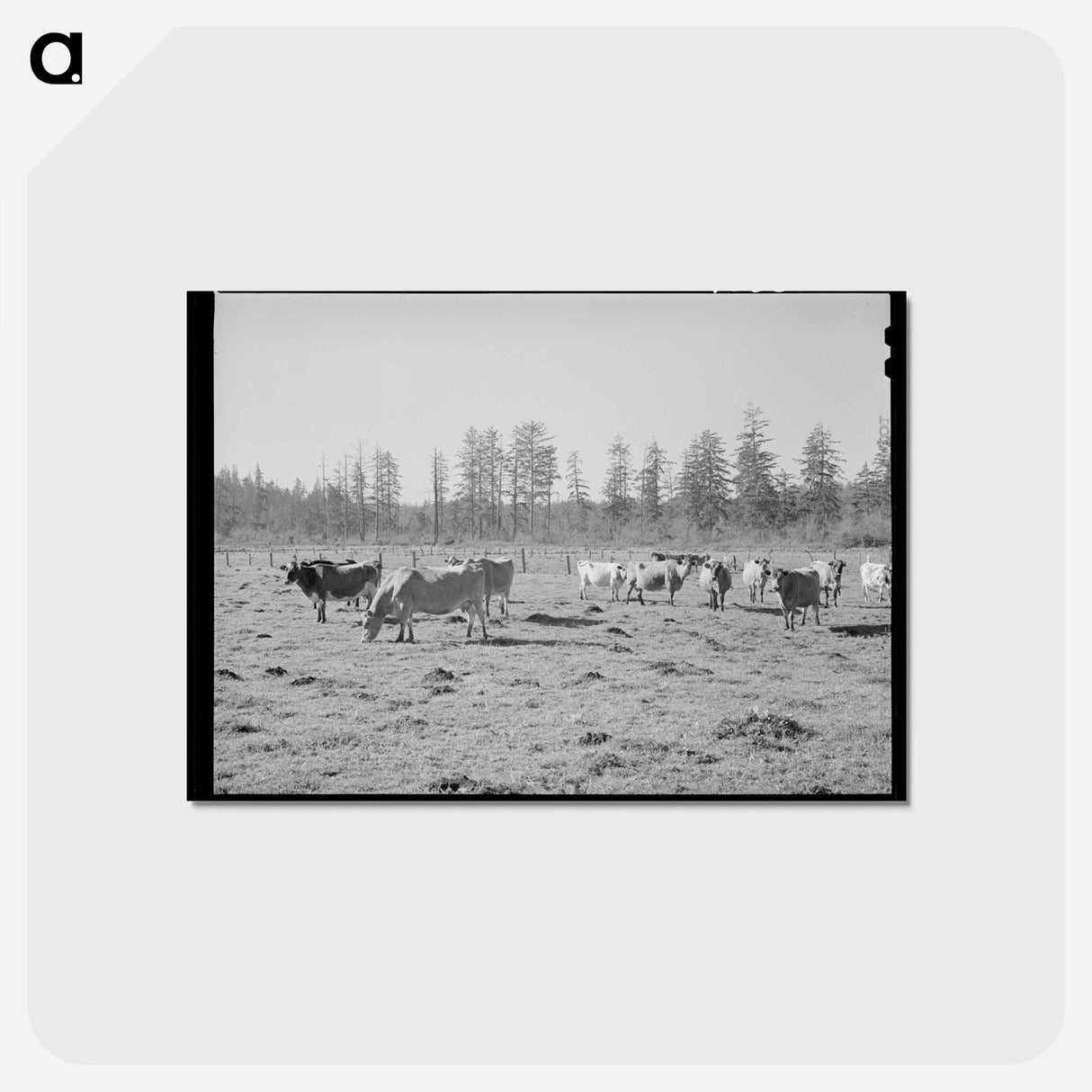 アートポストカード-Tillamook Dairy Cattle
 - ラッセル リー Postcard.
