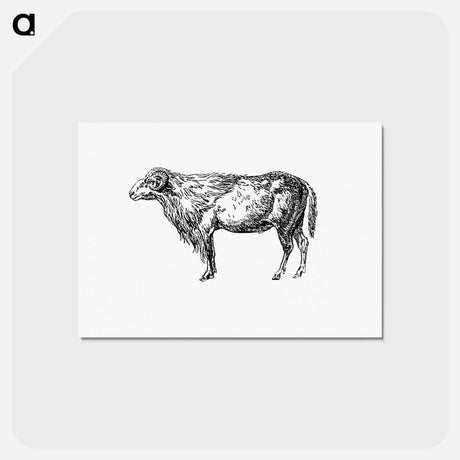 アートポストカード-Mucco, Mad Ram from Portuguese Expedition to Muatianvua Ethnographia and Traditional History of the People of Lunda
 - 大英図書館 Postcard.