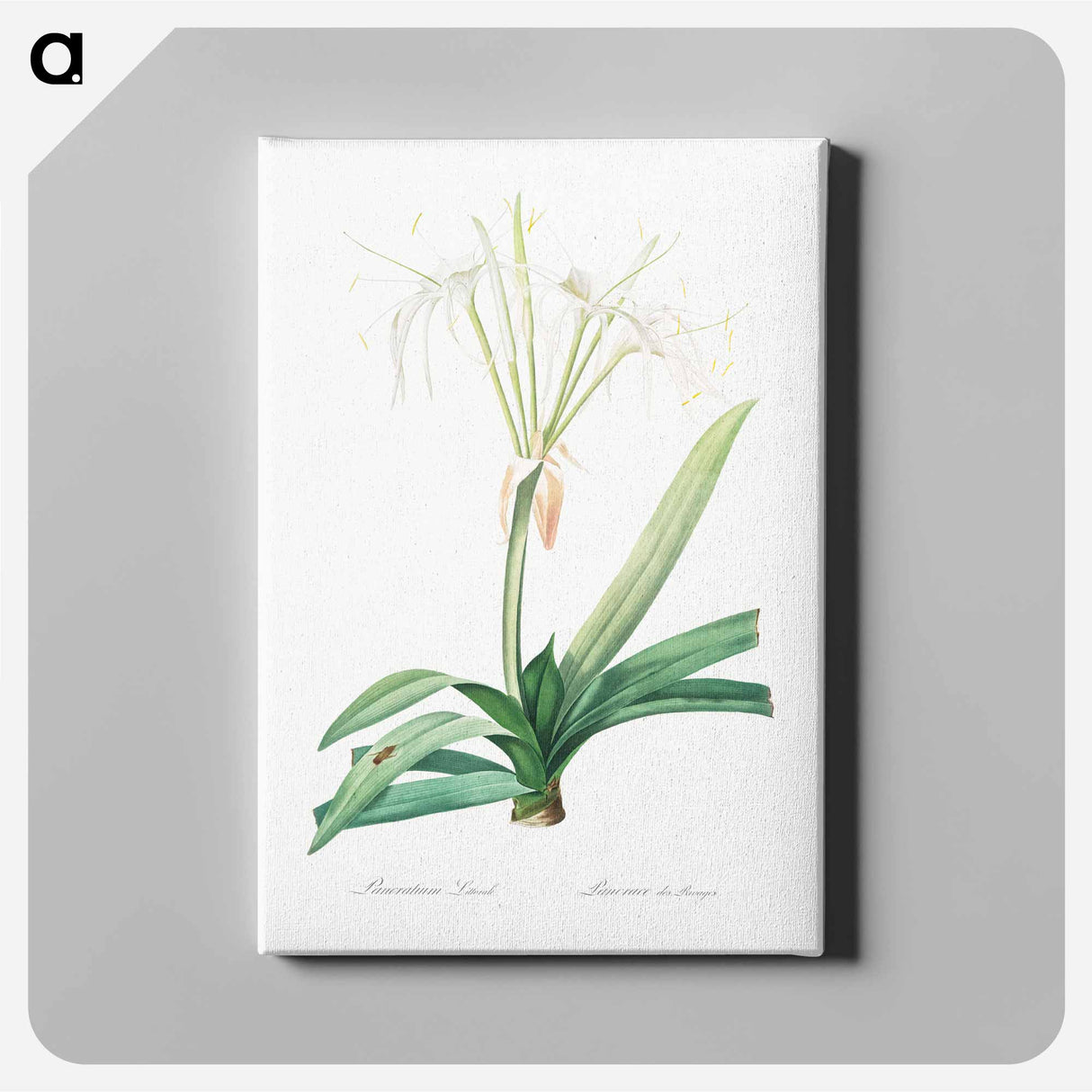 アートパネル-Pancratium littorale illustration - ピエール ジョゼフ ルドゥーテ Canvas.
