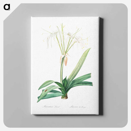 アートパネル-Pancratium littorale illustration - ピエール ジョゼフ ルドゥーテ Canvas.