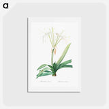 アートポストカード-Pancratium littorale illustration - ピエール ジョゼフ ルドゥーテ Postcard.