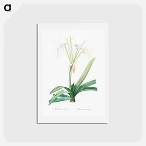 アートポストカード-Pancratium littorale illustration - ピエール ジョゼフ ルドゥーテ Postcard.