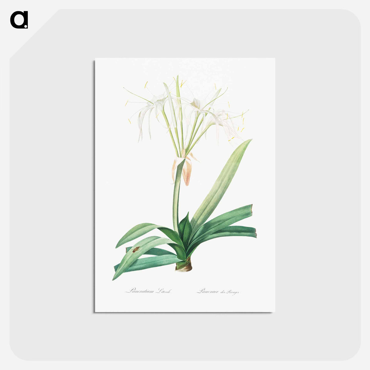 アートポストカード-Pancratium littorale illustration - ピエール ジョゼフ ルドゥーテ Postcard.