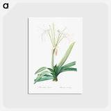 アートポストカード-Pancratium littorale illustration - ピエール ジョゼフ ルドゥーテ Postcard.