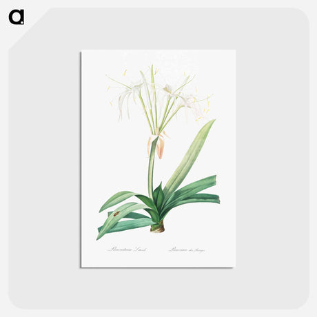 アートポストカード-Pancratium littorale illustration - ピエール ジョゼフ ルドゥーテ Postcard.