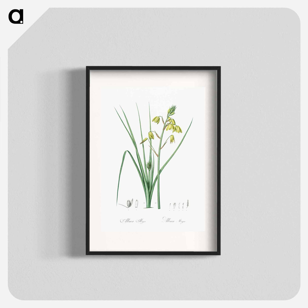 Slime Lily - Pierre Joseph Redouté Poster.