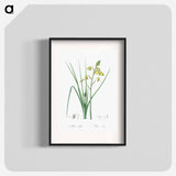 Slime Lily - Pierre Joseph Redouté Poster.