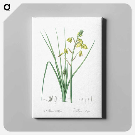 アートパネル-Slime Lily - ピエール ジョゼフ ルドゥーテ Canvas.