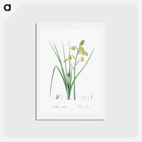 アートポストカード-Slime Lily - ピエール ジョゼフ ルドゥーテ Postcard.