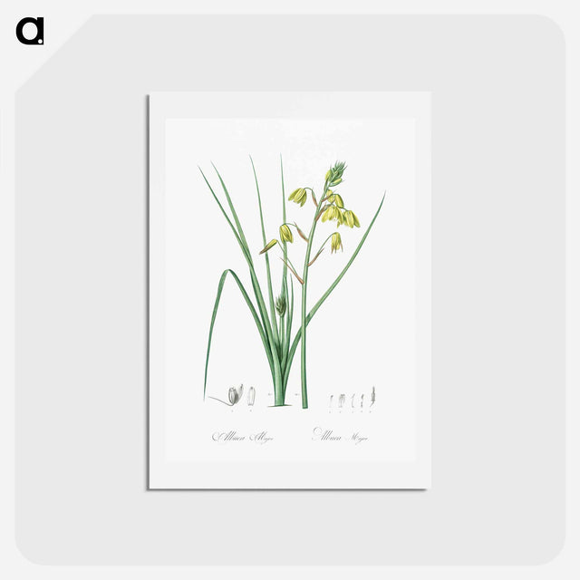 アートポストカード-Slime Lily - ピエール ジョゼフ ルドゥーテ Postcard.