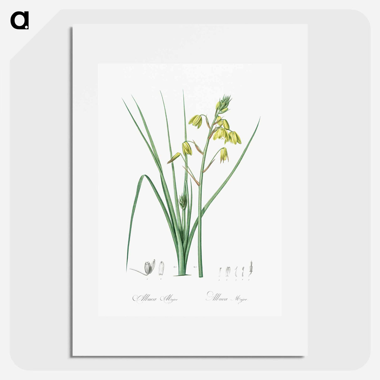 Slime Lily - Pierre Joseph Redouté Poster.