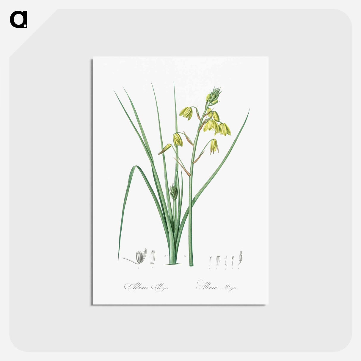 アートポストカード-Slime Lily - ピエール ジョゼフ ルドゥーテ Postcard.