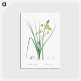 アートポストカード-Slime Lily - ピエール ジョゼフ ルドゥーテ Postcard.