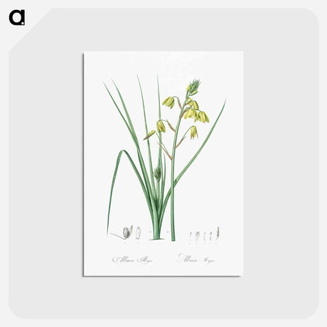 アートポストカード-Slime Lily - ピエール ジョゼフ ルドゥーテ Postcard.