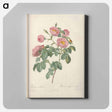 アートパネル-Rose illustration - ピエール ジョゼフ ルドゥーテ Canvas.