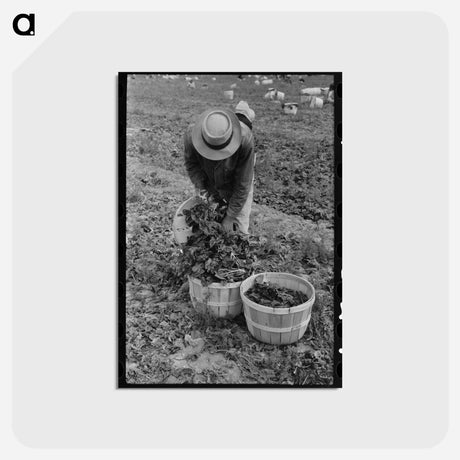 アートポストカード-Spinach Harvest
 - ラッセル リー Postcard.