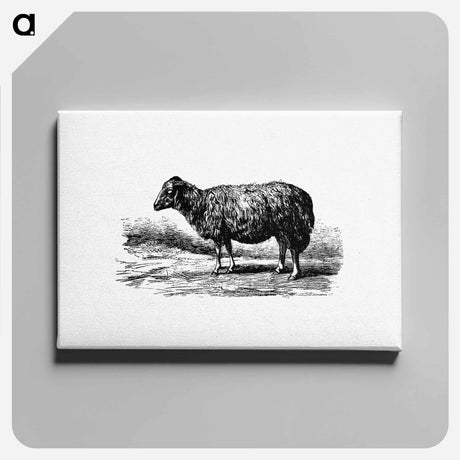 アートパネル-Sheep, In The Malakani Colony
 - 大英図書館 Canvas.