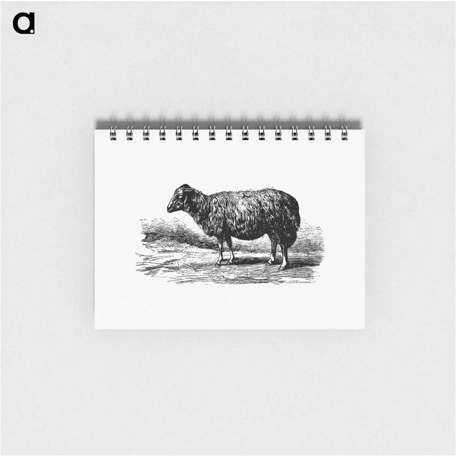 アートメモ帳-Sheep, In The Malakani Colony
 - 大英図書館 Memo.