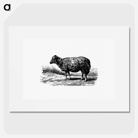 アートポスター-Sheep, In The Malakani Colony
 - 大英図書館 Poster.