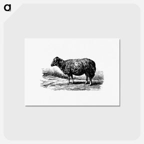 アートポストカード-Sheep, In The Malakani Colony
 - 大英図書館 Postcard.
