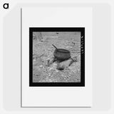 Iron pot for heating water stands out in the yard of tobacco farmer - Dorothea Lange Poster.