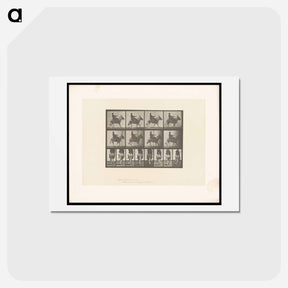 アートポストカード-Boy on Ass
 - エドワード マイブリッジ Postcard.