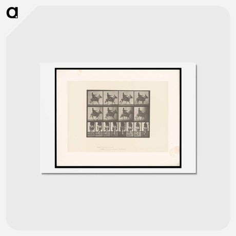 アートポストカード-Boy on Ass
 - エドワード マイブリッジ Postcard.