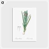 アートポストカード-Ferraria - ピエール ジョゼフ ルドゥーテ Postcard.