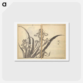 アートポストカード-Old Manji’s Cursive Picture Album - 葛飾 北斎 Postcard.