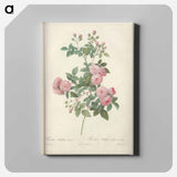 アートパネル-Rose illustration - ピエール ジョゼフ ルドゥーテ Canvas.