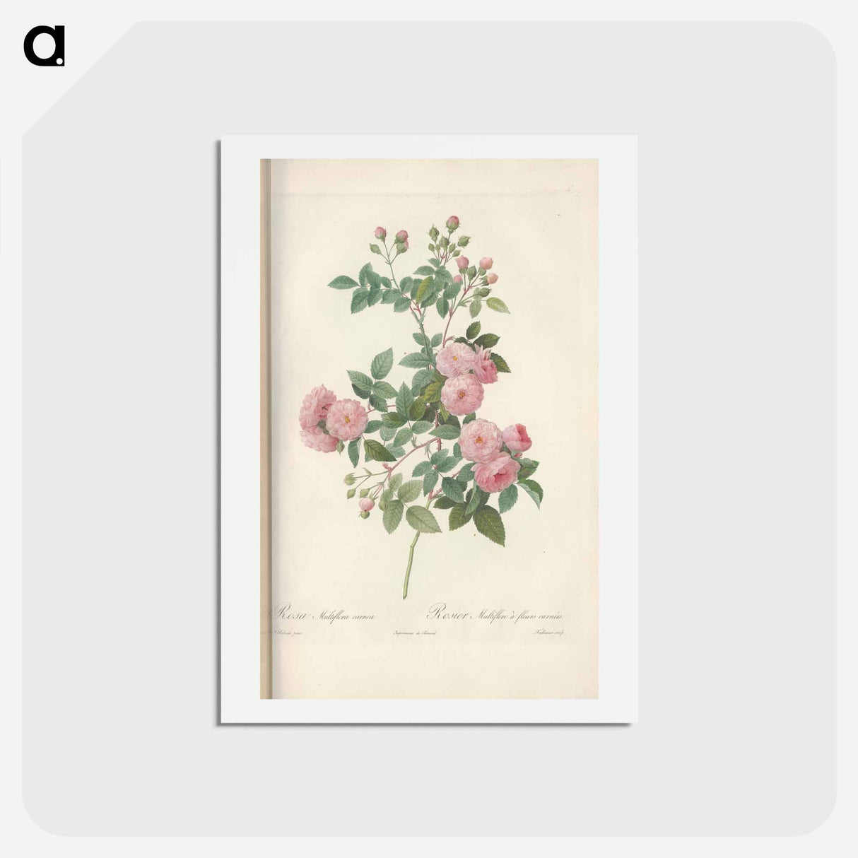 アートポストカード-Rose illustration - ピエール ジョゼフ ルドゥーテ Postcard.