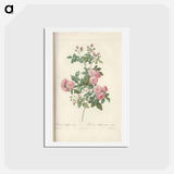 アートポストカード-Rose illustration - ピエール ジョゼフ ルドゥーテ Postcard.