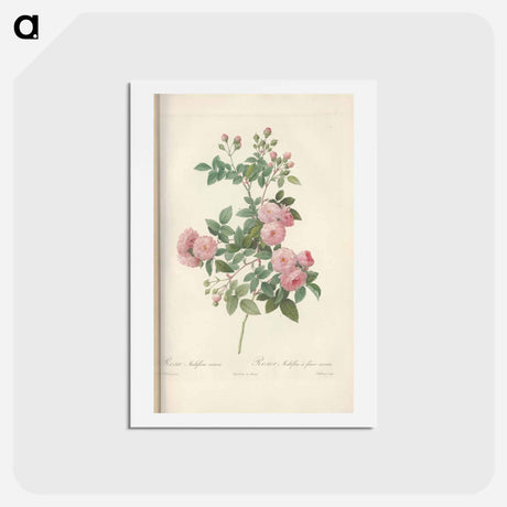 アートポストカード-Rose illustration - ピエール ジョゼフ ルドゥーテ Postcard.