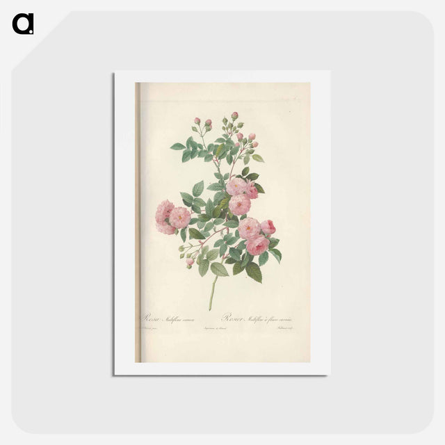 アートポストカード-Rose illustration - ピエール ジョゼフ ルドゥーテ Postcard.
