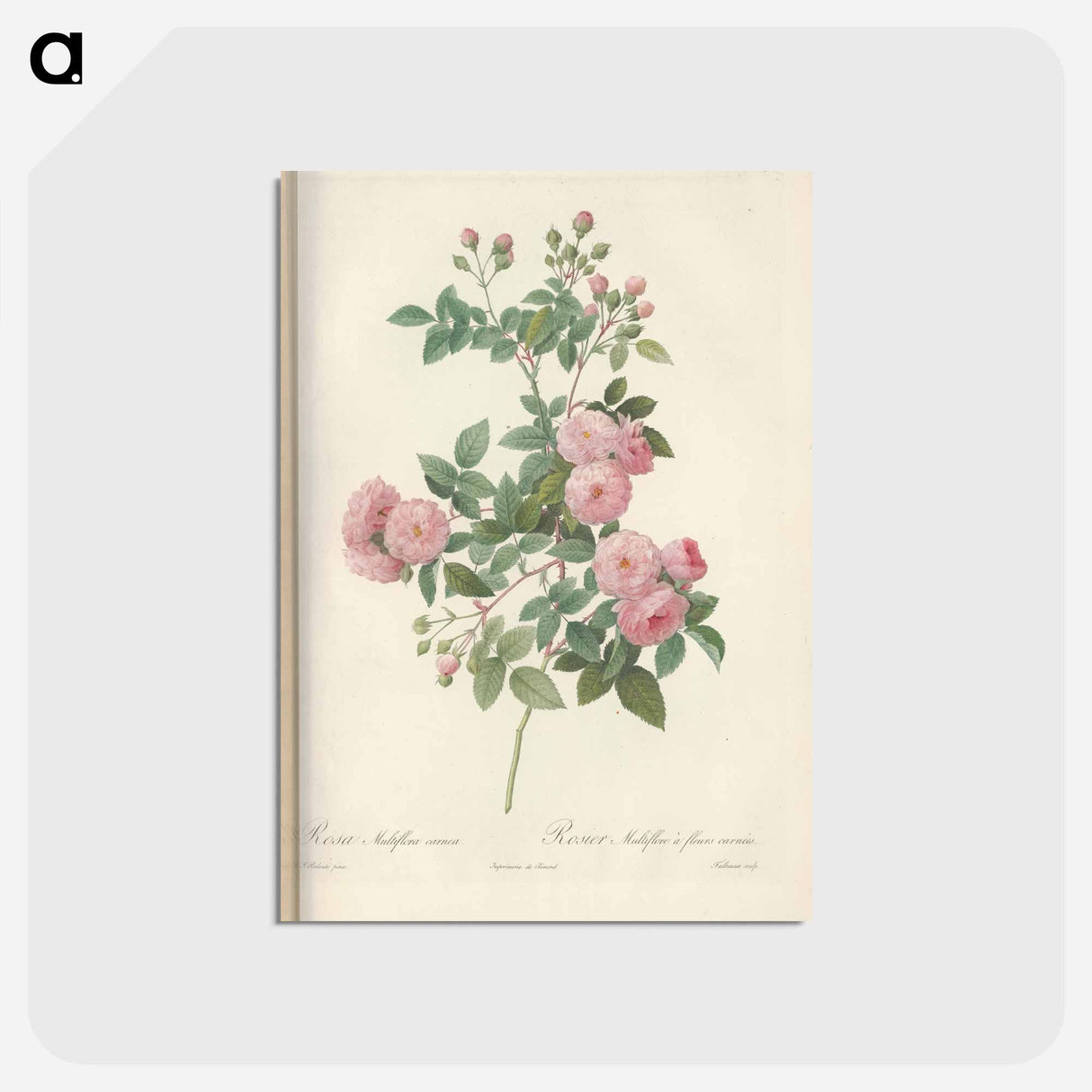 アートポストカード-Rose illustration - ピエール ジョゼフ ルドゥーテ Postcard.