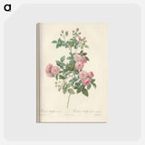 アートポストカード-Rose illustration - ピエール ジョゼフ ルドゥーテ Postcard.