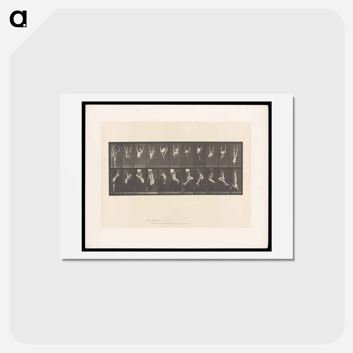 アートポストカード-Gymnast on Rings
 - エドワード マイブリッジ Postcard.
