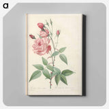 アートパネル-Rose illustration - ピエール ジョゼフ ルドゥーテ Canvas.