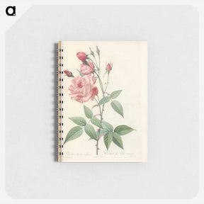 アートメモ帳-Rose illustration - ピエール ジョゼフ ルドゥーテ Memo.