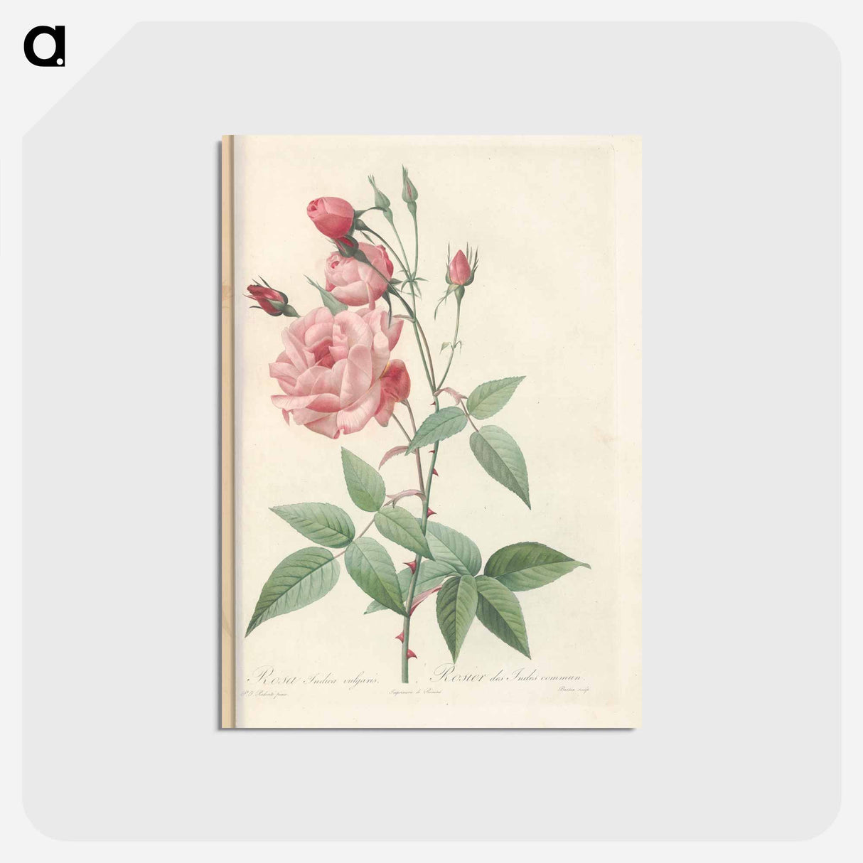 アートポストカード-Rose illustration - ピエール ジョゼフ ルドゥーテ Postcard.