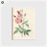 アートポストカード-Rose illustration - ピエール ジョゼフ ルドゥーテ Postcard.