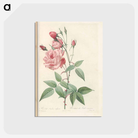 アートポストカード-Rose illustration - ピエール ジョゼフ ルドゥーテ Postcard.