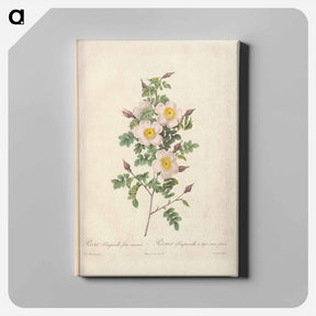 アートパネル-Rose illustration - ピエール ジョゼフ ルドゥーテ Canvas.
