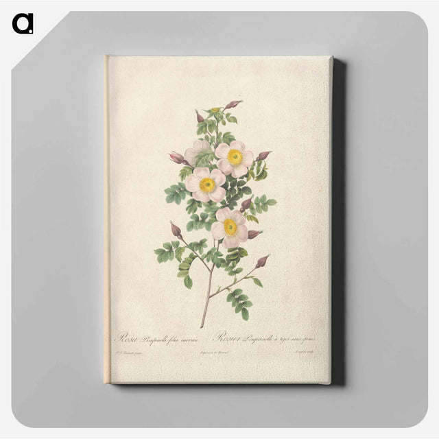 アートパネル-Rose illustration - ピエール ジョゼフ ルドゥーテ Canvas.