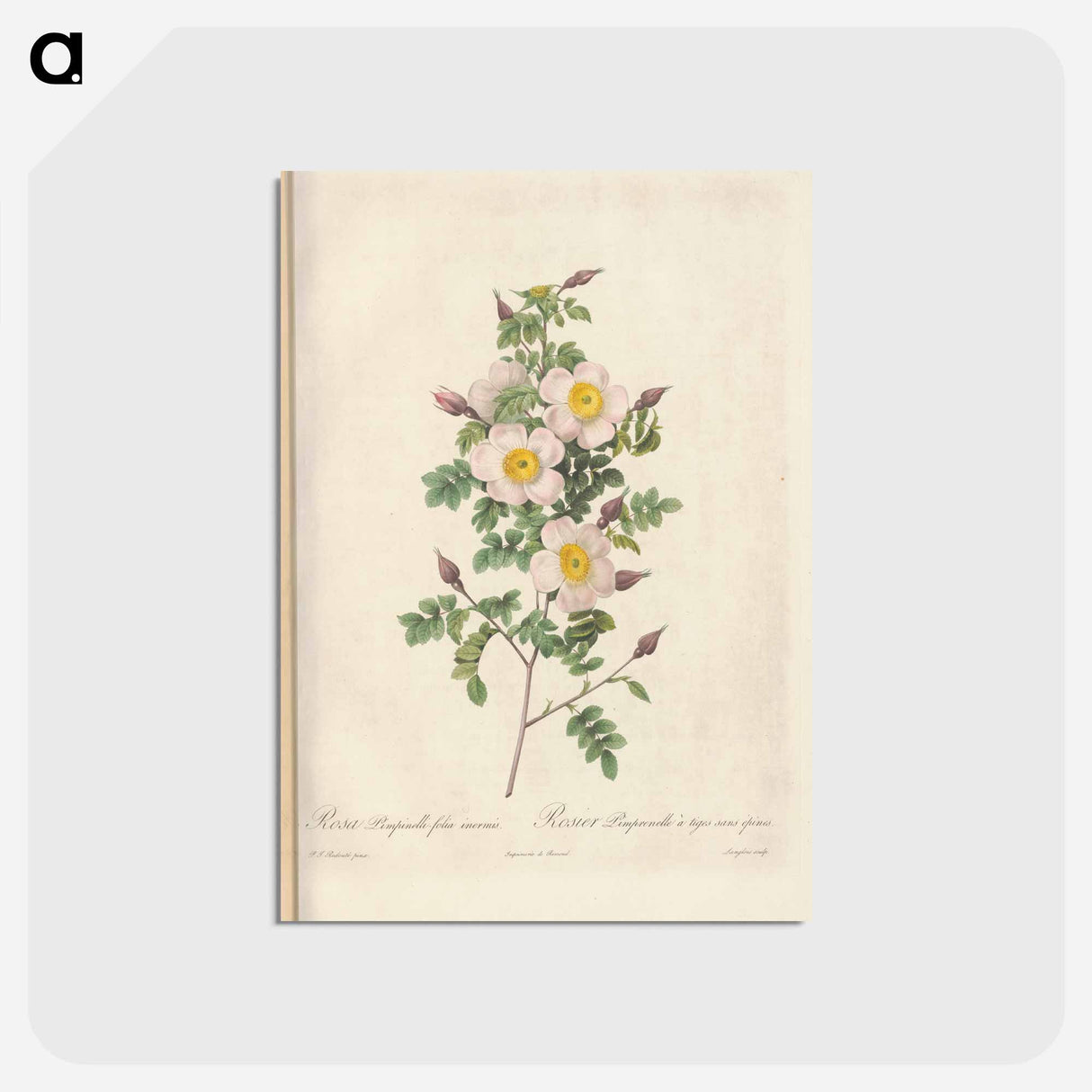 アートポストカード-Rose illustration - ピエール ジョゼフ ルドゥーテ Postcard.
