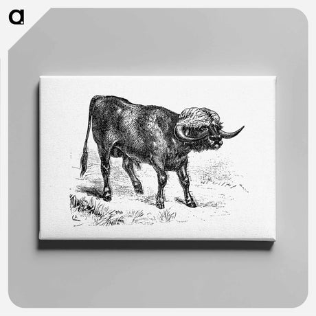 アートパネル-Bull from Portuguese Expedition To Muatianvua
 - 大英図書館 Canvas.
