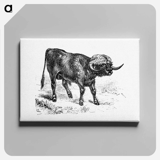 アートパネル-Bull from Portuguese Expedition To Muatianvua
 - 大英図書館 Canvas.