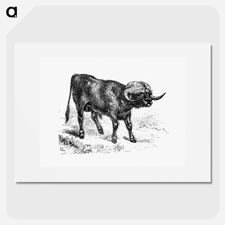 アートポスター-Bull from Portuguese Expedition To Muatianvua
 - 大英図書館 Poster.