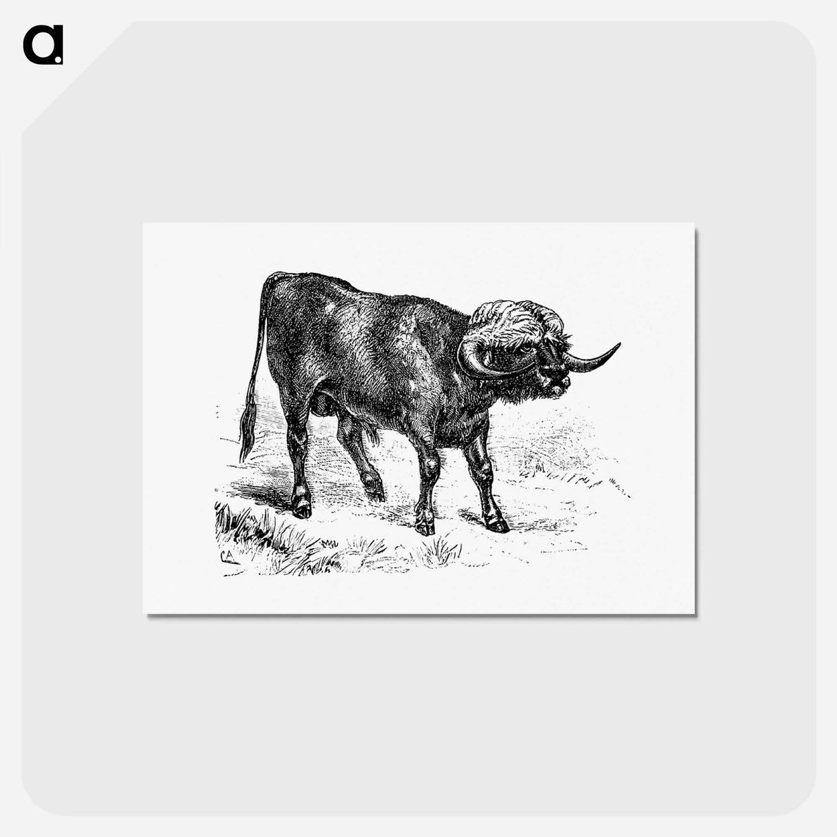 アートポストカード-Bull from Portuguese Expedition To Muatianvua
 - 大英図書館 Postcard.